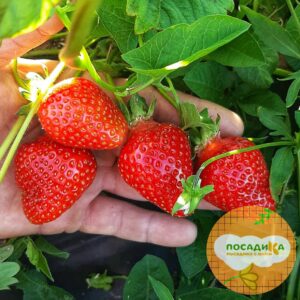 Клубника Вилма купить по цене от 240р. в интернет-магазине «Посадика» с доставкой почтой в в Москве и по всей России – [изображение №1].