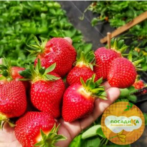 Клубника Диана купить по цене от 250р. в интернет-магазине «Посадика» с доставкой почтой в в Москве и по всей России – [изображение №1].