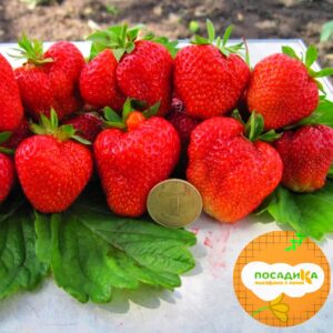 Клубника Кимберли (Высокоурожайный сорт) купить по цене от 230р. в интернет-магазине «Посадика» с доставкой почтой в в Москве и по всей России – [изображение №1].