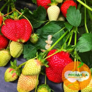 Клубника Кисс неллис купить по цене от 230р. в интернет-магазине «Посадика» с доставкой почтой в в Москве и по всей России – [изображение №1].