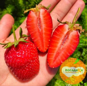 Клубника Линоса купить по цене от 250р. в интернет-магазине «Посадика» с доставкой почтой в в Москве и по всей России – [изображение №1].