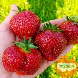Клубника Надежда купить по цене от 380р. в интернет-магазине «Посадика» с доставкой почтой в в Москве и по всей России – [изображение №1].