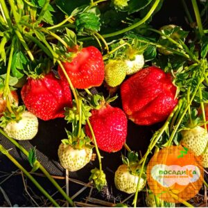 Клубника Розана купить по цене от 260р. в интернет-магазине «Посадика» с доставкой почтой в в Москве и по всей России – [изображение №1].