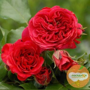 Роза флорибунда Ред Леонардо Да Винчи купить по цене от 430.00р. в интернет-магазине «Посадика» с доставкой почтой в в Москве и по всей России – [изображение №1].