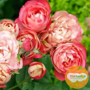 Роза флорибунда Акрополис купить по цене от 400.00р. в интернет-магазине «Посадика» с доставкой почтой в в Москве и по всей России – [изображение №1].