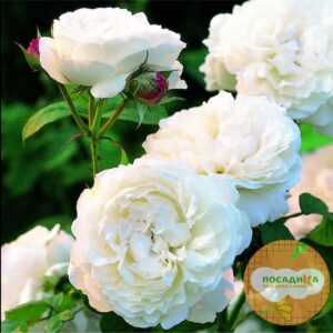 Роза ПАРКОВАЯ Винчестер Кафедрал купить по цене от 459.00р. в интернет-магазине «Посадика» с доставкой почтой в в Москве и по всей России – [изображение №1].