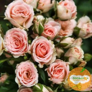 Роза спрей Лидия купить по цене от 310.00р. в интернет-магазине «Посадика» с доставкой почтой в в Москве и по всей России – [изображение №1].