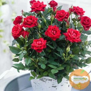 Роза МИНИАТЮРНАЯ Кордула купить по цене от 399.00р. в интернет-магазине «Посадика» с доставкой почтой в в Москве и по всей России – [изображение №1].