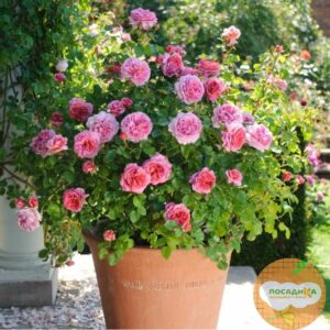 Роза МИНИАТЮРНАЯ Пинк купить по цене от 399.00р. в интернет-магазине «Посадика» с доставкой почтой в в Москве и по всей России – [изображение №1].