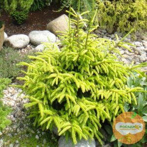 Ель обыкновенная европейская купить по цене от 350.00р. в интернет-магазине «Посадика» с доставкой почтой в в Москве и по всей России – [изображение №1].