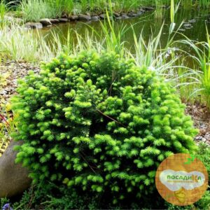 Ель сербская Карел купить по цене от 370.00р. в интернет-магазине «Посадика» с доставкой почтой в в Москве и по всей России – [изображение №1].