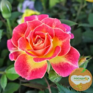 Роза Сонья купить по цене от 399.00р. в интернет-магазине «Посадика» с доставкой почтой в в Москве и по всей России – [изображение №1].