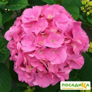 Гортензия крупнолистная Букет Роуз купить по цене от 480.00р. в интернет-магазине «Посадика» с доставкой почтой в в Москве и по всей России – [изображение №1].