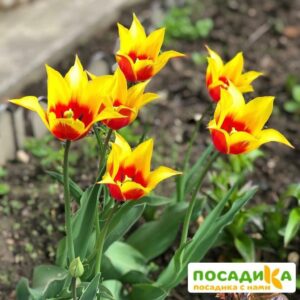 ТЮЛЬПАН ЛИЛИЕЦВЕТНЫЙ ЛИЛИФАЙЕР купить по цене от 220р. в интернет-магазине «Посадика» с доставкой почтой в в Москве и по всей России – [изображение №1].