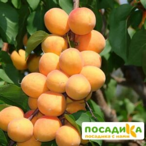 Абрикос Бархатный ранний купить по цене от 355р. в интернет-магазине «Посадика» с доставкой почтой в в Москве и по всей России – [изображение №1].