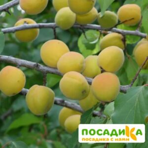 Абрикос Лимонка купить по цене от 355р. в интернет-магазине «Посадика» с доставкой почтой в в Москве и по всей России – [изображение №1].