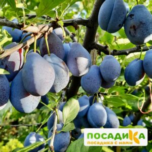 Слива Стенлей купить по цене от 239.00р. в интернет-магазине «Посадика» с доставкой почтой в в Москве и по всей России – [изображение №1].