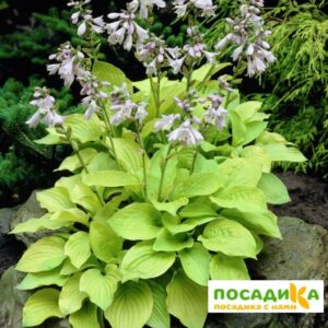 Хоста гибридная Аугуст Мун купить по цене от 385р. в интернет-магазине «Посадика» с доставкой почтой в в Москве и по всей России – [изображение №1].