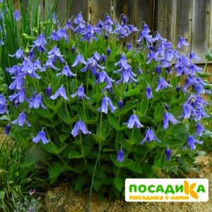 Клематис Будапешт ЗКС купить по цене от 390.00р. в интернет-магазине «Посадика» с доставкой почтой в в Москве и по всей России – [изображение №1].