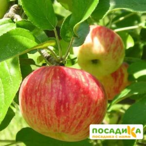 Яблоня Грушовка Московская (-45-50°C) купить по цене от 390.00р. в интернет-магазине «Посадика» с доставкой почтой в в Москве и по всей России – [изображение №1].