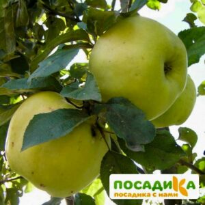 Яблоня Антоновка (выбор Россиян) купить по цене от 390.00р. в интернет-магазине «Посадика» с доставкой почтой в в Москве и по всей России – [изображение №1].