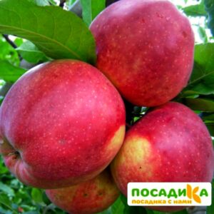 Яблоня Лигол купить по цене от 310.00р. в интернет-магазине «Посадика» с доставкой почтой в в Москве и по всей России – [изображение №1].