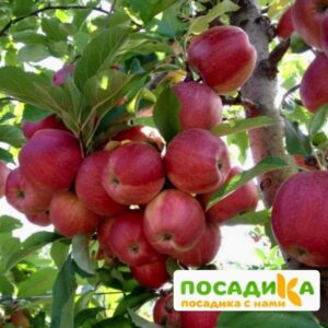 Яблоня Гала Маст купить по цене от 300.00р. в интернет-магазине «Посадика» с доставкой почтой в в Москве и по всей России – [изображение №1].
