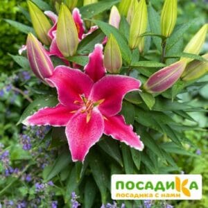 Лилия восточная махровая (ориенталь) Старгейзер купить по цене от 360р. в интернет-магазине «Посадика» с доставкой почтой в в Москве и по всей России – [изображение №1].