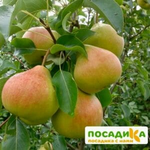 Груша Вековая Осенняя купить по цене от 350.00р. в интернет-магазине «Посадика» с доставкой почтой в в Москве и по всей России – [изображение №1].