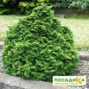 Кипарисовик туполистный Драт купить по цене от 350.00р. в интернет-магазине «Посадика» с доставкой почтой в в Москве и по всей России – [изображение №1].