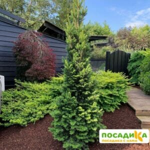 Пихта белая (европейская) купить по цене от 500.00р. в интернет-магазине «Посадика» с доставкой почтой в в Москве и по всей России – [изображение №1].