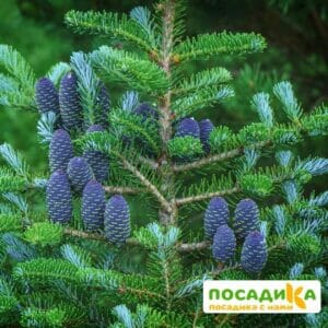 Пихта корейская (Abies koreana) купить по цене от 450.00р. в интернет-магазине «Посадика» с доставкой почтой в в Москве и по всей России – [изображение №1].