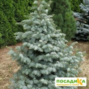 Пихта одноцветная (калифорнийская) купить по цене от 500.00р. в интернет-магазине «Посадика» с доставкой почтой в в Москве и по всей России – [изображение №1].