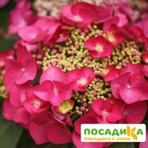 Гортензия крупнолистная Ротшванц ЗКС купить по цене от 410.00р. в интернет-магазине «Посадика» с доставкой почтой в в Москве и по всей России – [изображение №1].