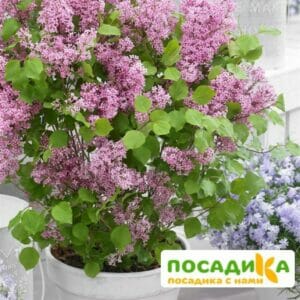 Сирень Джози (Josee) купить по цене от 529.00р. в интернет-магазине «Посадика» с доставкой почтой в в Москве и по всей России – [изображение №1].