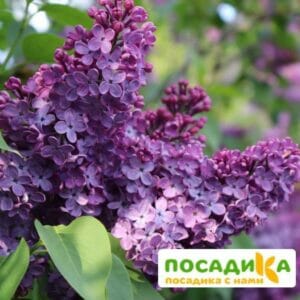 Сирень обыкновенная Аметист (Amethyst) купить по цене от 529.00р. в интернет-магазине «Посадика» с доставкой почтой в в Москве и по всей России – [изображение №1].