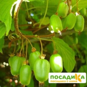Киви актинидия Лакомка купить по цене от 500.00р. в интернет-магазине «Посадика» с доставкой почтой в в Москве и по всей России – [изображение №1].