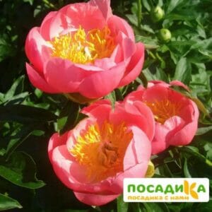 Пион Корал Бич купить по цене от 500р. в интернет-магазине «Посадика» с доставкой почтой в в Москве и по всей России – [изображение №1].