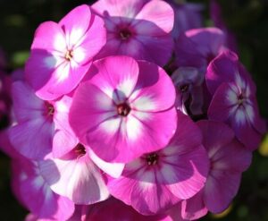 Флокс метельчатый Виктория купить по цене от 299р. в интернет-магазине «Посадика» с доставкой почтой в в Москве и по всей России – [изображение №1].