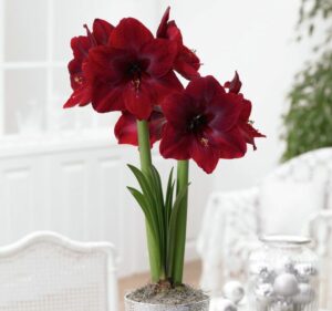 Амариллис Блэк Перл купить по цене от 499р. в интернет-магазине «Посадика» с доставкой почтой в в Москве и по всей России – [изображение №1].