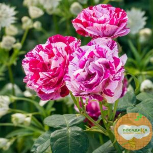 Роза парковая Фердинанд Пичард купить по цене от 379р. в интернет-магазине «Посадика» с доставкой почтой в в Москве и по всей России – [изображение №1].