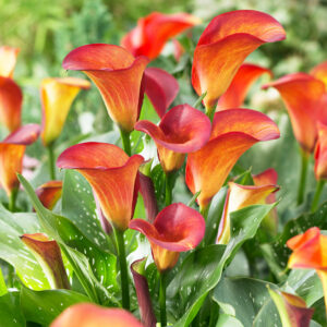 Калла Манго купить по цене от 299р. в интернет-магазине «Посадика» с доставкой почтой в в Москве и по всей России – [изображение №1].