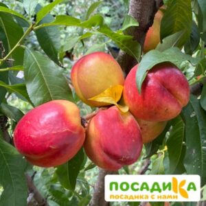 Нектарин Медовая сладость купить по цене от 360р. в интернет-магазине «Посадика» с доставкой почтой в в Москве и по всей России – [изображение №1].