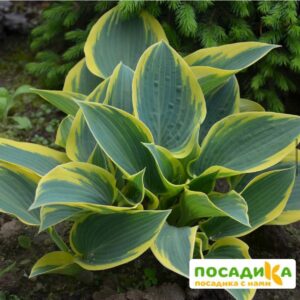 Хоста Вэлли’с Глациер (Valley’s Glacier) купить по цене от 385р. в интернет-магазине «Посадика» с доставкой почтой в в Москве и по всей России – [изображение №1].