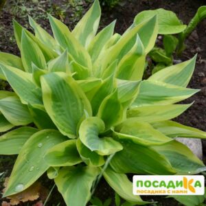 Хоста Лейксайд Драгонфлай (Lakeside Dragonfly) купить по цене от 385р. в интернет-магазине «Посадика» с доставкой почтой в в Москве и по всей России – [изображение №1].