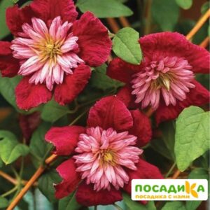 Клематис Авангард (Vanguard) купить по цене от 400.00р. в интернет-магазине «Посадика» с доставкой почтой в в Москве и по всей России – [изображение №1].