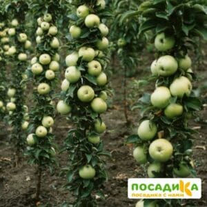 Яблоня колоновидная Малюха купить по цене от 360р. в интернет-магазине «Посадика» с доставкой почтой в в Москве и по всей России – [изображение №1].