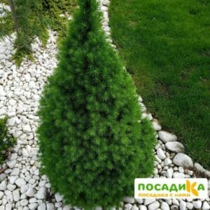 Ель канадская Сандерс Блю купить по цене от 450.00р. в интернет-магазине «Посадика» с доставкой почтой в в Москве и по всей России – [изображение №1].