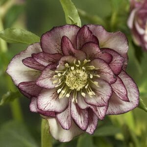 Морозник восточный Пикоти купить по цене от 600р. в интернет-магазине «Посадика» с доставкой почтой в в Москве и по всей России – [изображение №1].