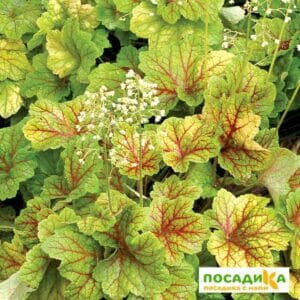 Гейхера Электра купить по цене от 390р. в интернет-магазине «Посадика» с доставкой почтой в в Москве и по всей России – [изображение №1].